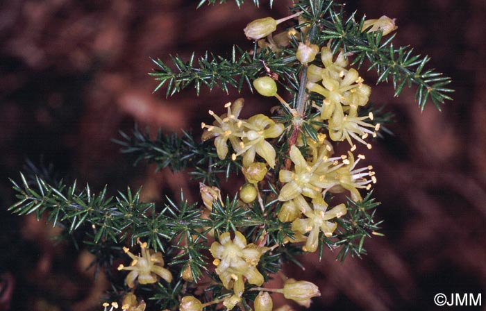 Asparagus acutifolius