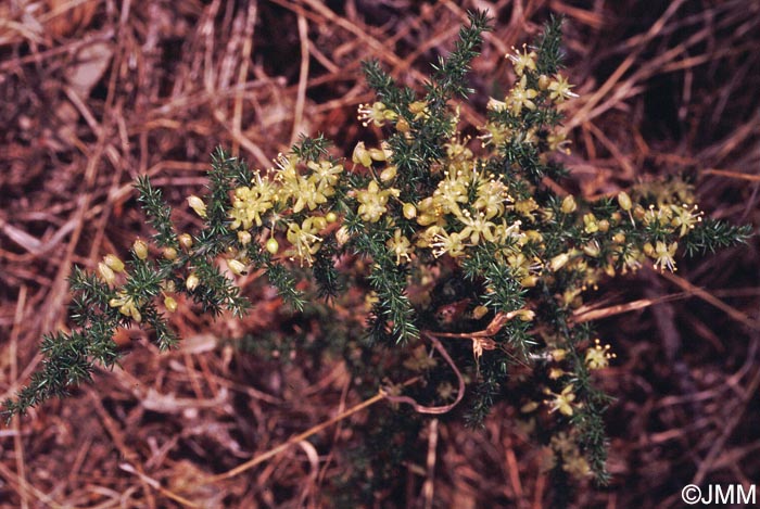 Asparagus acutifolius