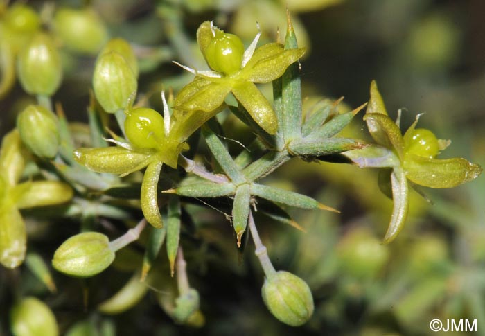 Asparagus aphyllus