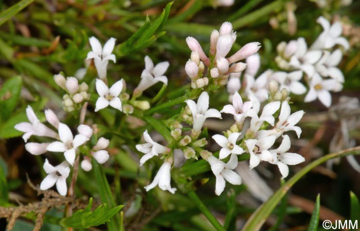 Asperula cynanchica