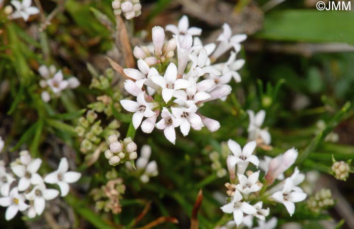 Asperula cynanchica