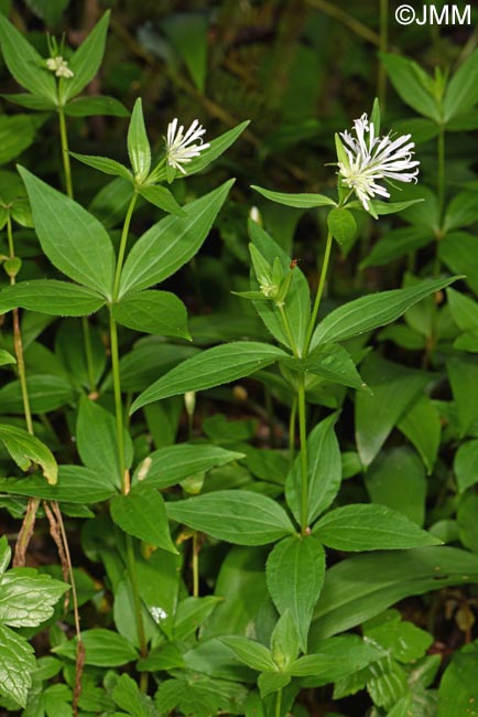 Asperula taurina