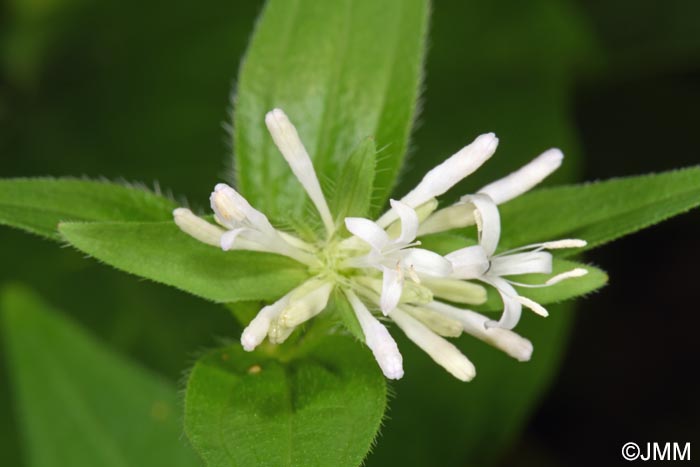 Asperula taurina