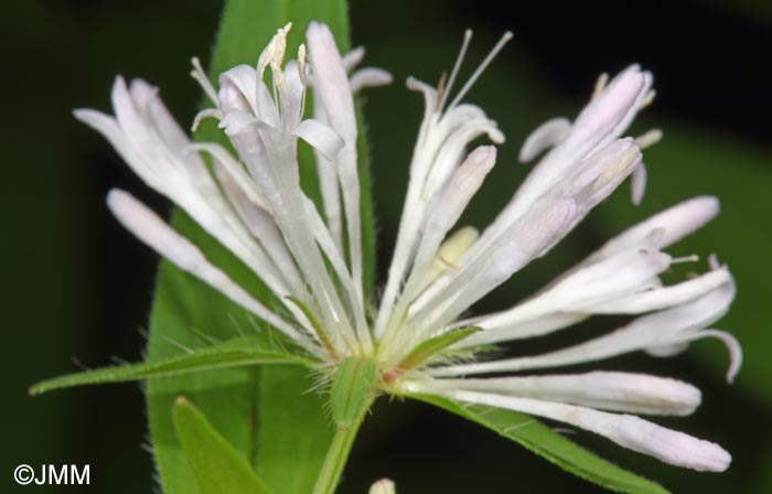 Asperula taurina