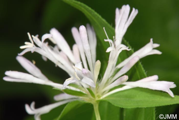 Asperula taurina