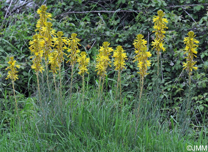 Asphodeline lutea