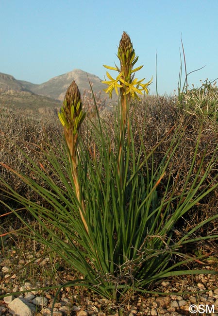 Asphodeline lutea