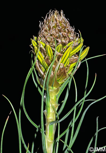 Asphodeline lutea