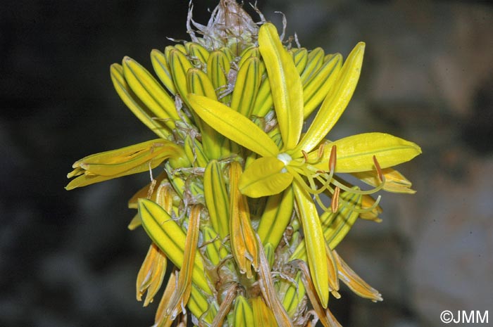 Asphodeline lutea