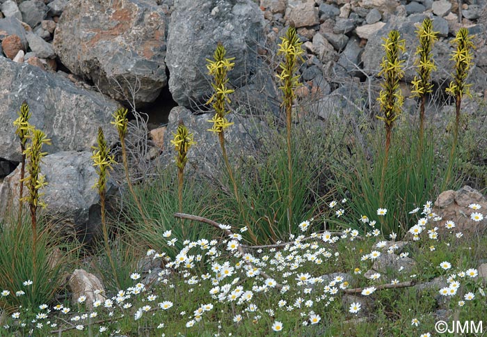 Asphodeline lutea