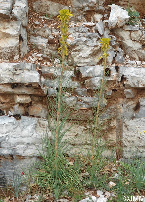 Asphodeline lutea