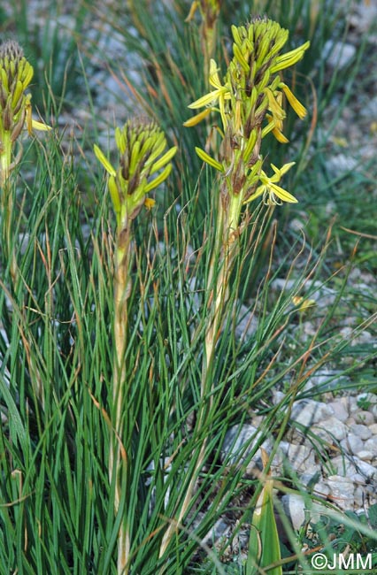 Asphodeline lutea