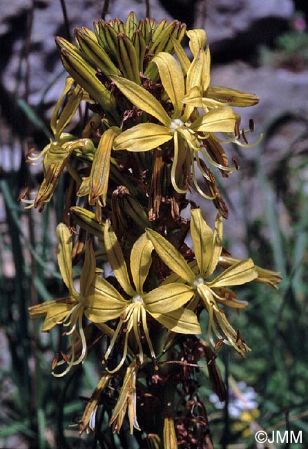 Asphodeline lutea