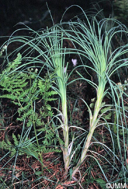 Asphodeline lutea