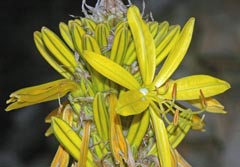 Asphodeline lutea