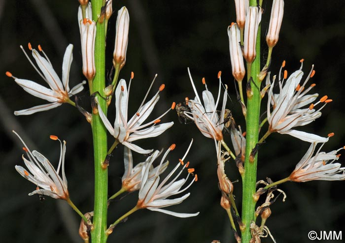 Asphodelus albus subsp. albus