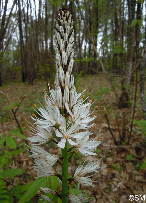 Asphodelus albus subsp. albus