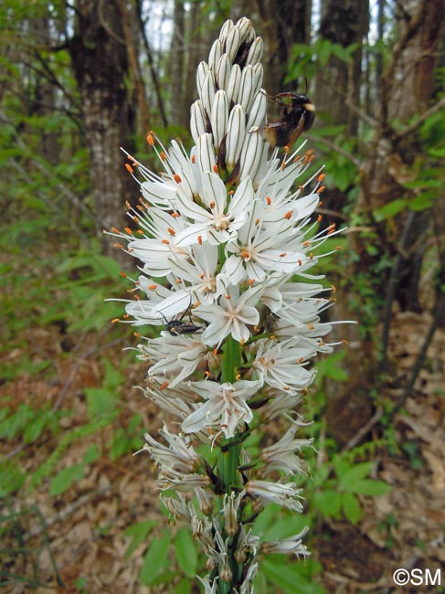 Asphodelus albus subsp. albus