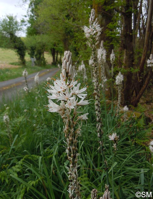 Asphodelus albus subsp. albus