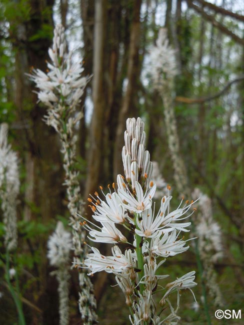 Asphodelus albus subsp. albus