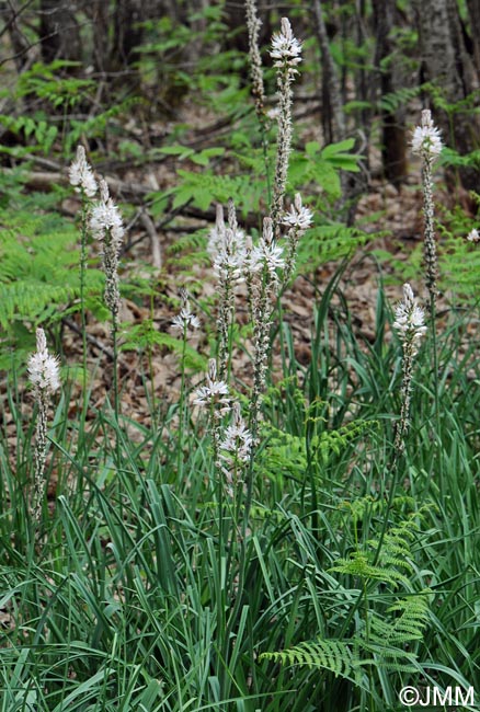 Asphodelus albus subsp. albus