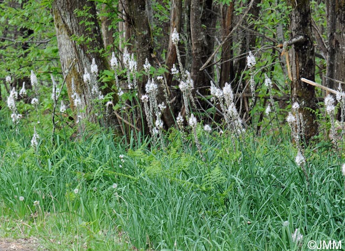 Asphodelus albus subsp. albus