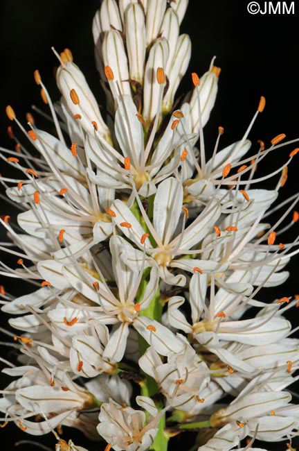 Asphodelus albus subsp. albus