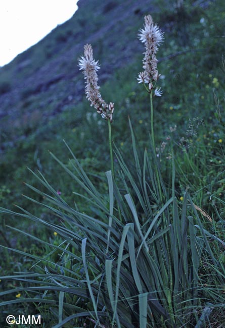 Asphodelus albus subsp. delphinensis