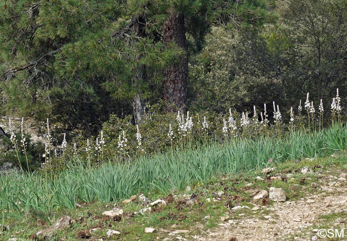 Asphodelus macrocarpus subsp. rubescens