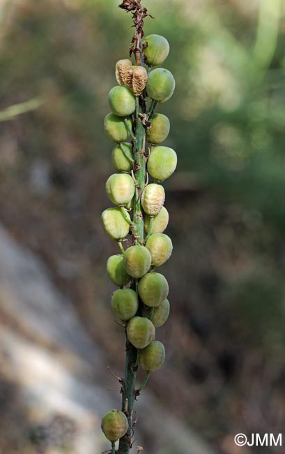 Asphodelus macrocarpus subsp. rubescens