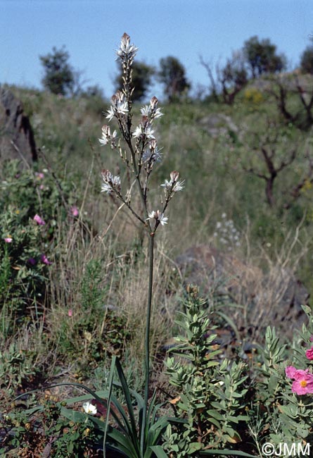 Asphodelus ramosus subsp. ramosus