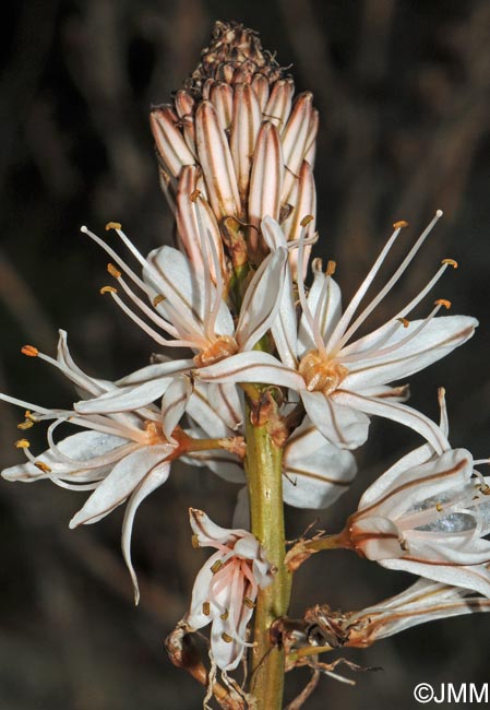 Asphodelus ramosus subsp. ramosus