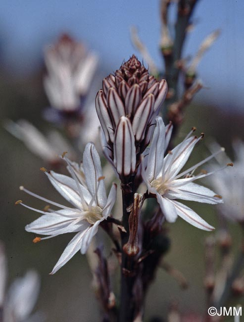 Asphodelus ramosus subsp. ramosus