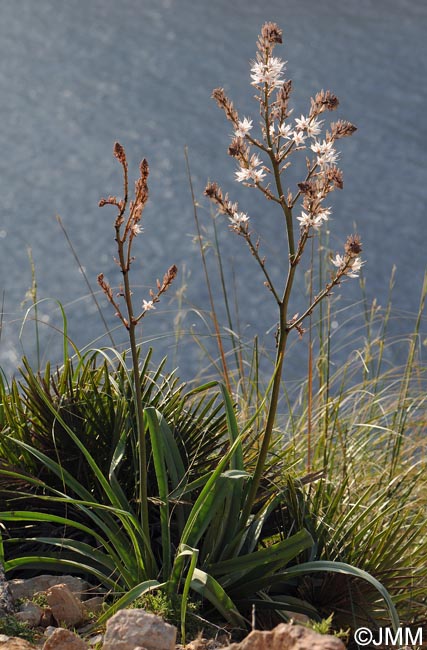 Asphodelus ramosus subsp. ramosus