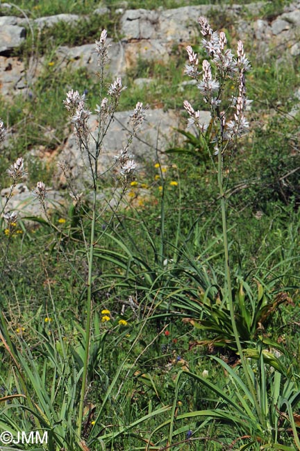 Asphodelus ramosus subsp. ramosus