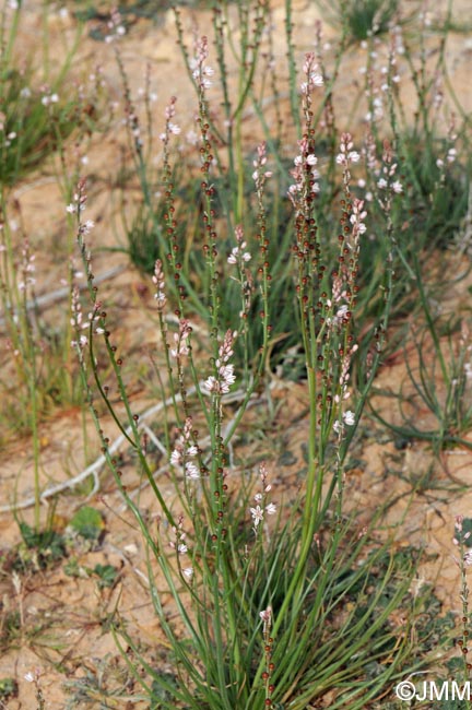 Asphodelus tenuifolius