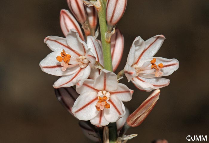 Asphodelus tenuifolius