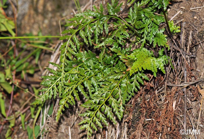 Asplenium adiantum-nigrum var. adiantum-nigrum