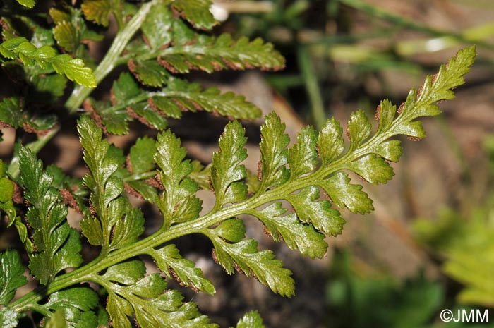 Asplenium adiantum-nigrum var. adiantum-nigrum