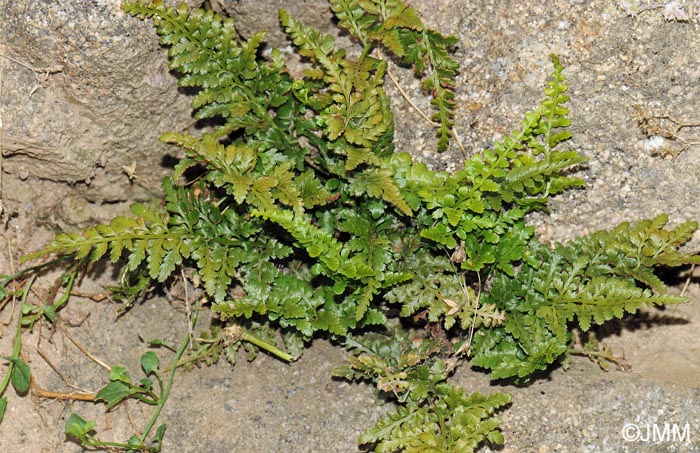 Asplenium adiantum-nigrum var. adiantum-nigrum