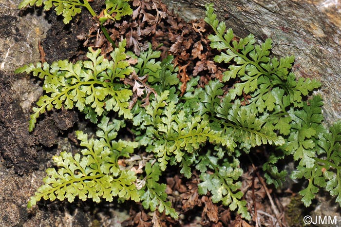 Asplenium adiantum-nigrum var. silesiacum