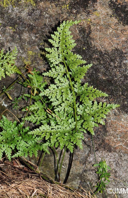 Asplenium adiantum-nigrum var. silesiacum