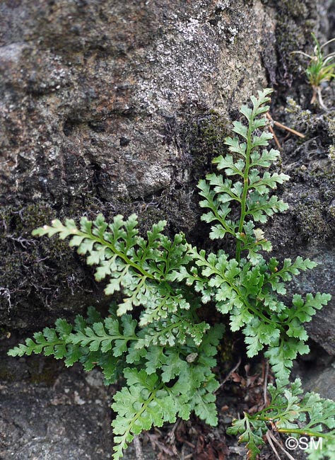 Asplenium adiantum-nigrum var. silesiacum