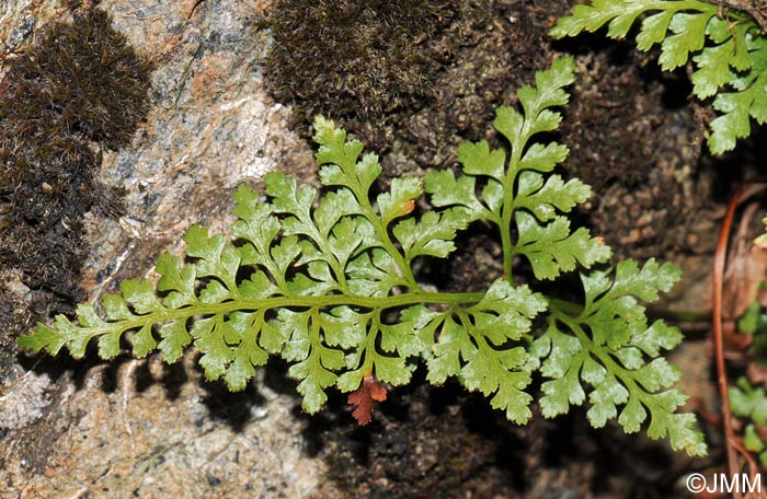 Asplenium adiantum-nigrum var. silesiacum