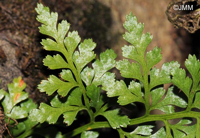 Asplenium adiantum-nigrum var. silesiacum