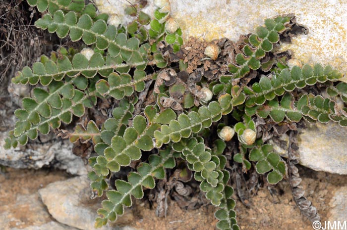 Asplenium ceterach = Ceterach officinarum