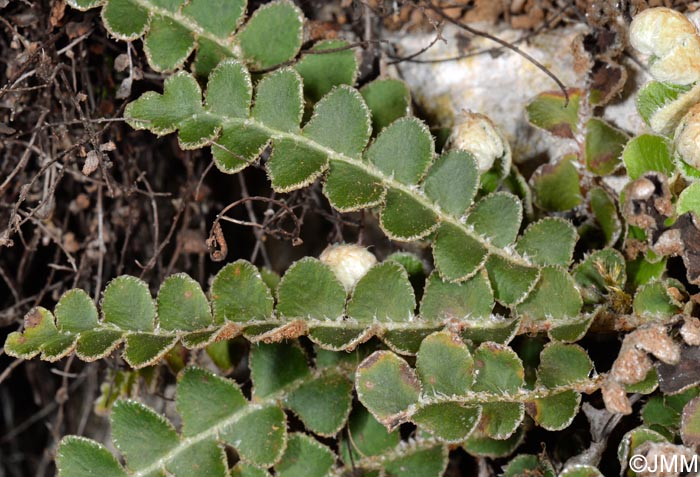 Asplenium ceterach = Ceterach officinarum