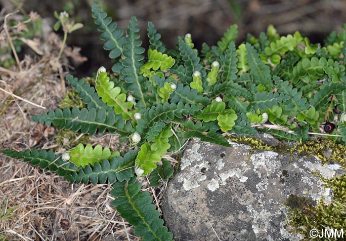 Asplenium ceterach subsp. bivalens