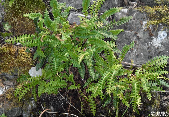 Asplenium ceterach subsp. bivalens