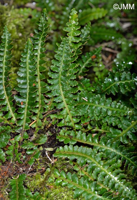 Asplenium ceterach subsp. bivalens